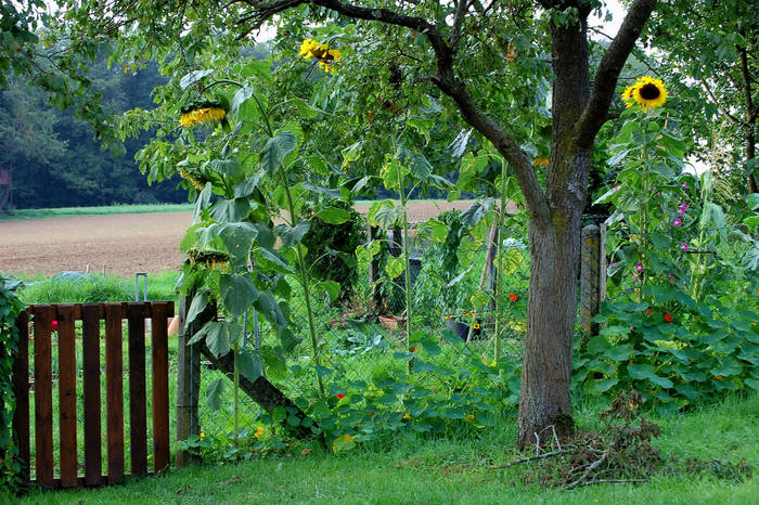 Die Sonnenblumen rufen nach Sonne...