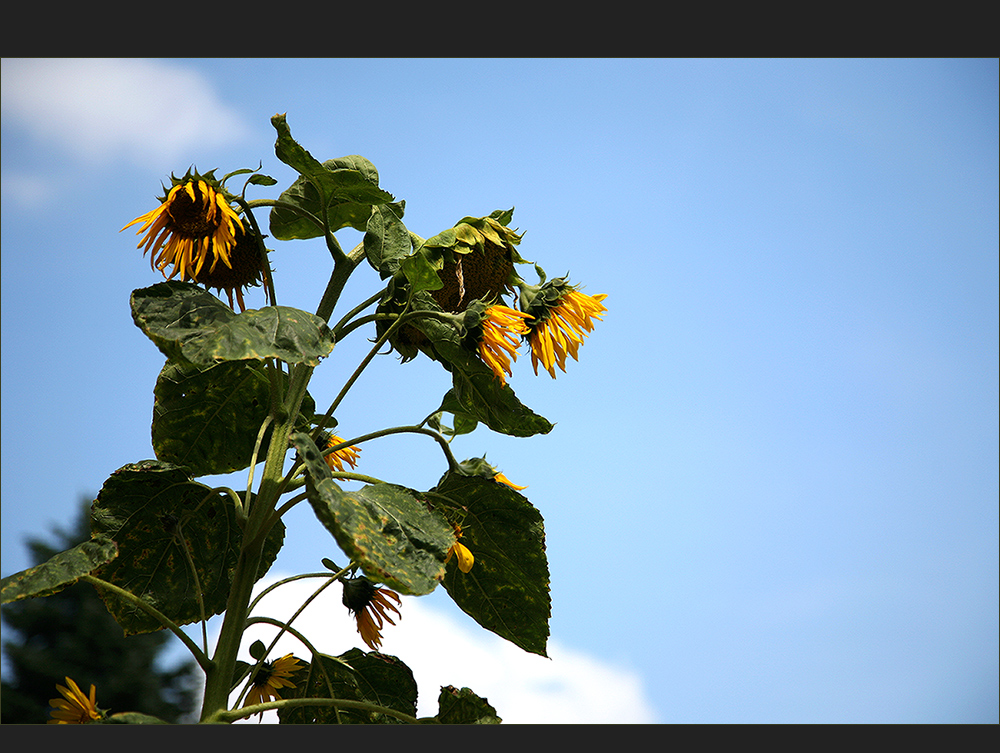 die Sonnenblumen sind müde