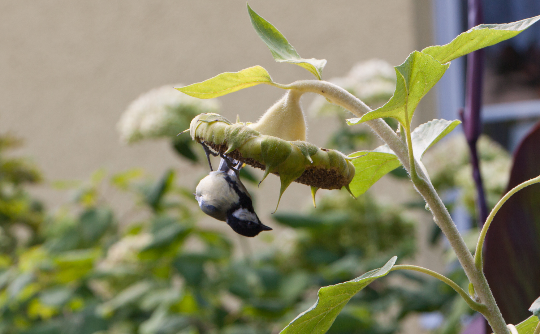 Die Sonnenblumen sind schon fast leergefressen