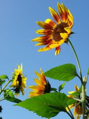 Die Sonnenblumen strahlen um die Wette .