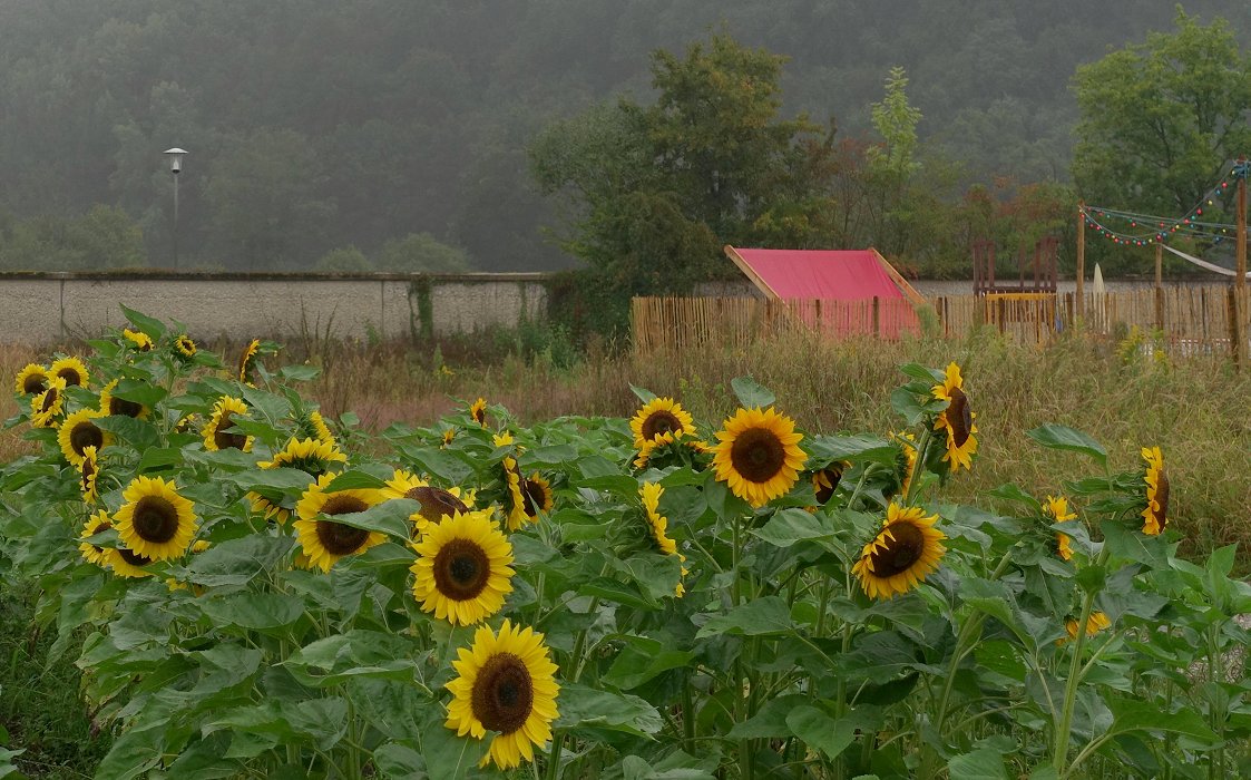 Die Sonnenblumen und der rote Teppich