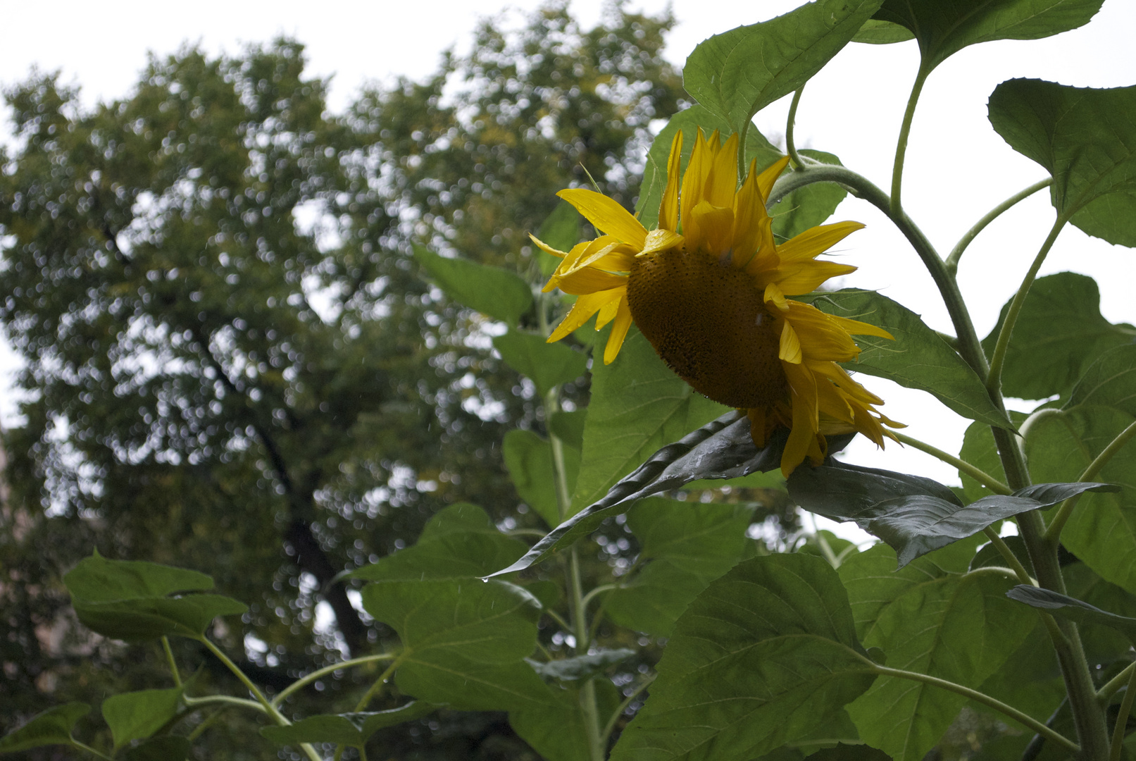 die Sonnenblumen von Harlem