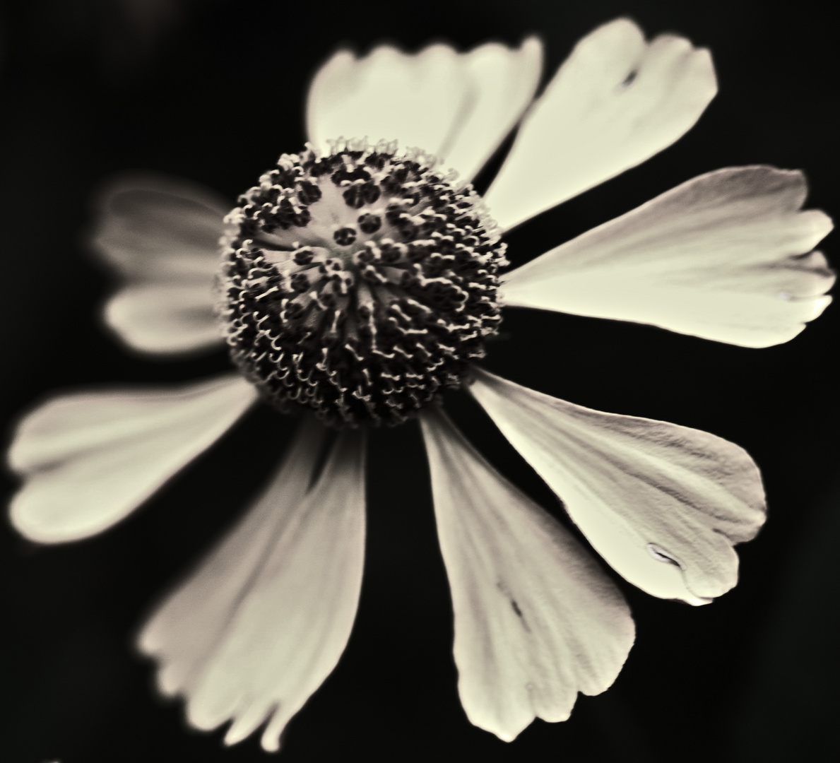 die Sonnenbraut (Helenium)