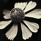 die Sonnenbraut (Helenium)