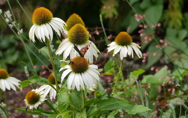 die Sonnenhüte haben Besuch