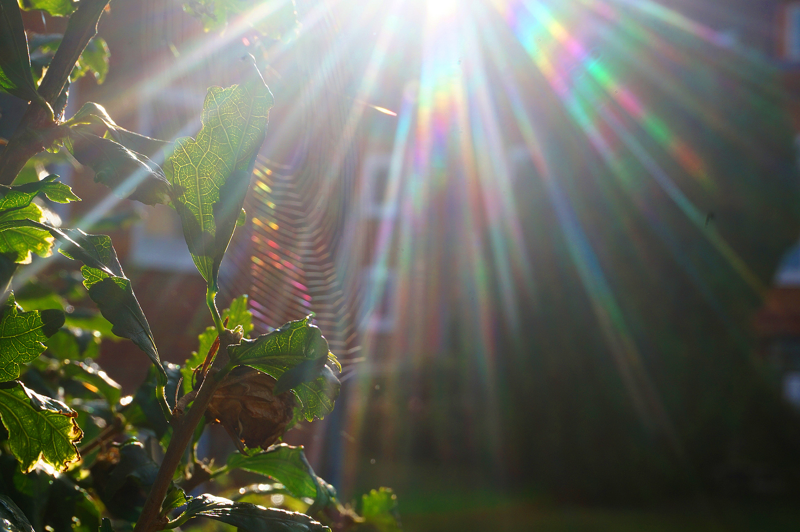 Die Sonnenstrahlen bedecken alles