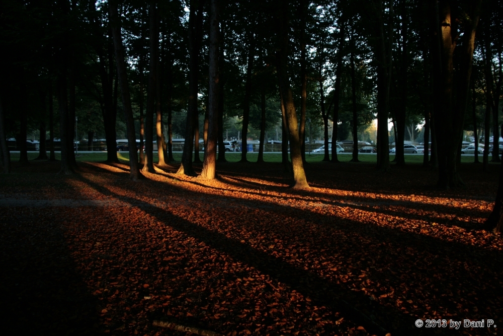 Die Sonnenstrahlen erreichen den Wald