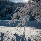 Die Sonnenstrahlen im Winter