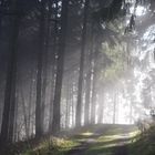 Die Sonnenstrahlen kämpfen sich durch den Wald