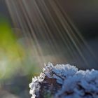 Die Sonnenstrahlen lassen das Eis schmelzen!  -  Les rayons de soleil font fondre la glace. 