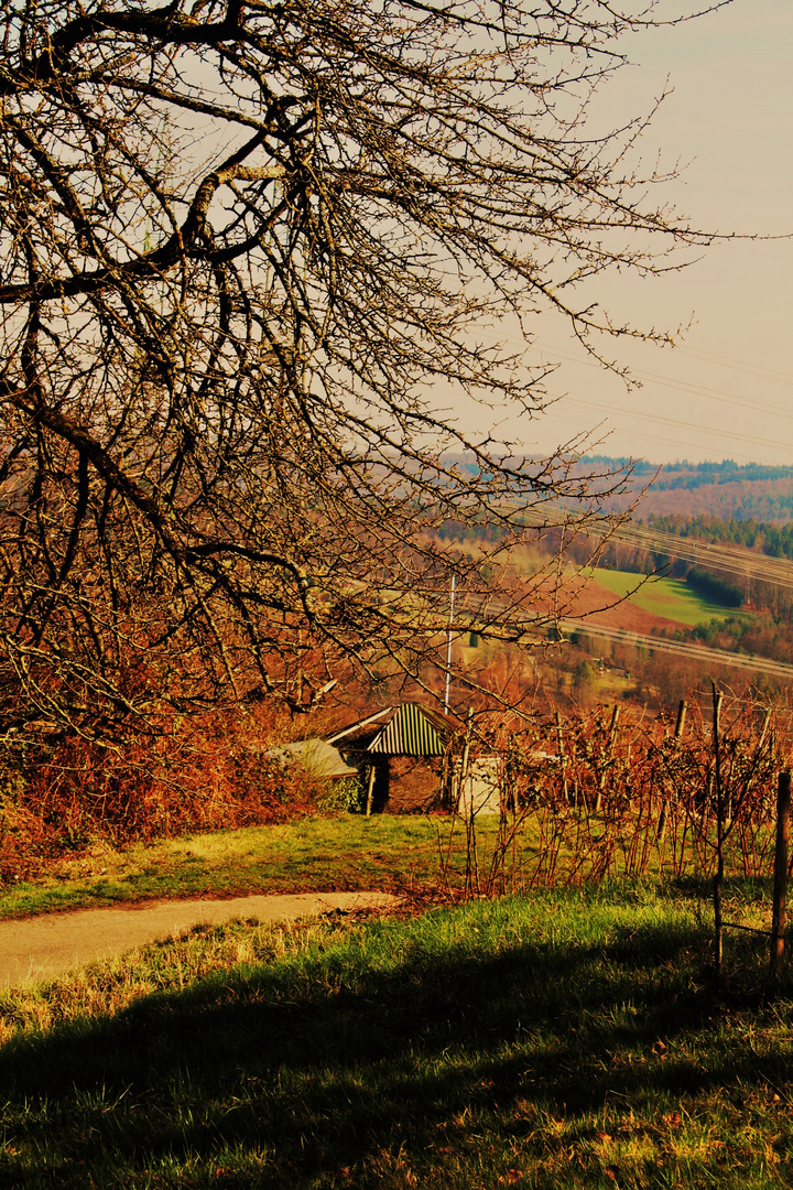 die sonnige Landschaft oberhalb des Remstals