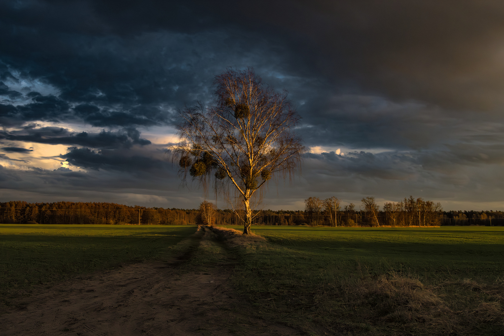 Die Sonntag - Abend - Licht - Birke