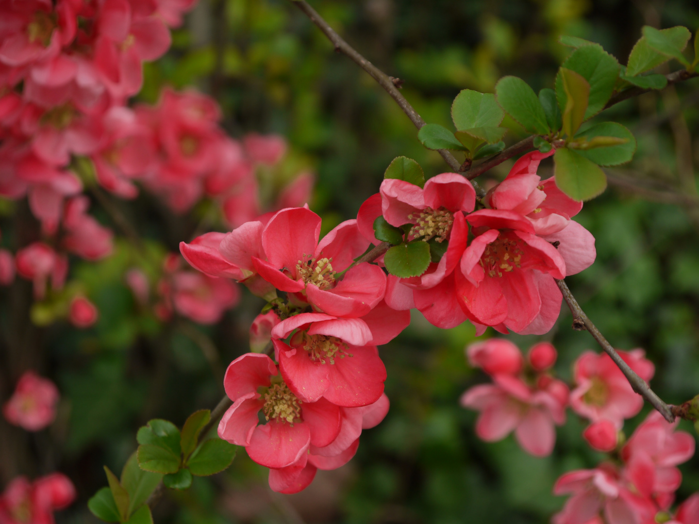 Die Sonntagsblüten