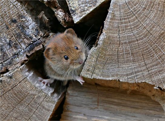 Die Sonntagsmausi ...