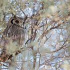 Die South-Whith-Faced Owl