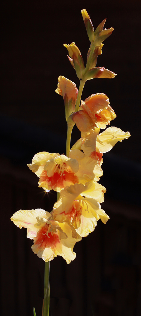 die späte Gladiole