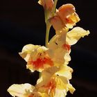 die späte Gladiole