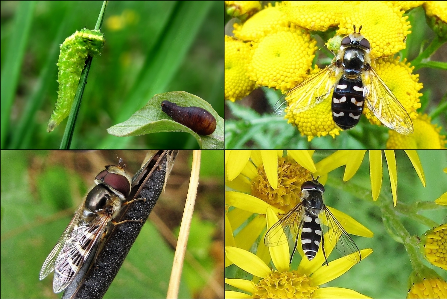 Die Späte Großstirnschwebfliege