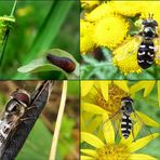 Die Späte Großstirnschwebfliege