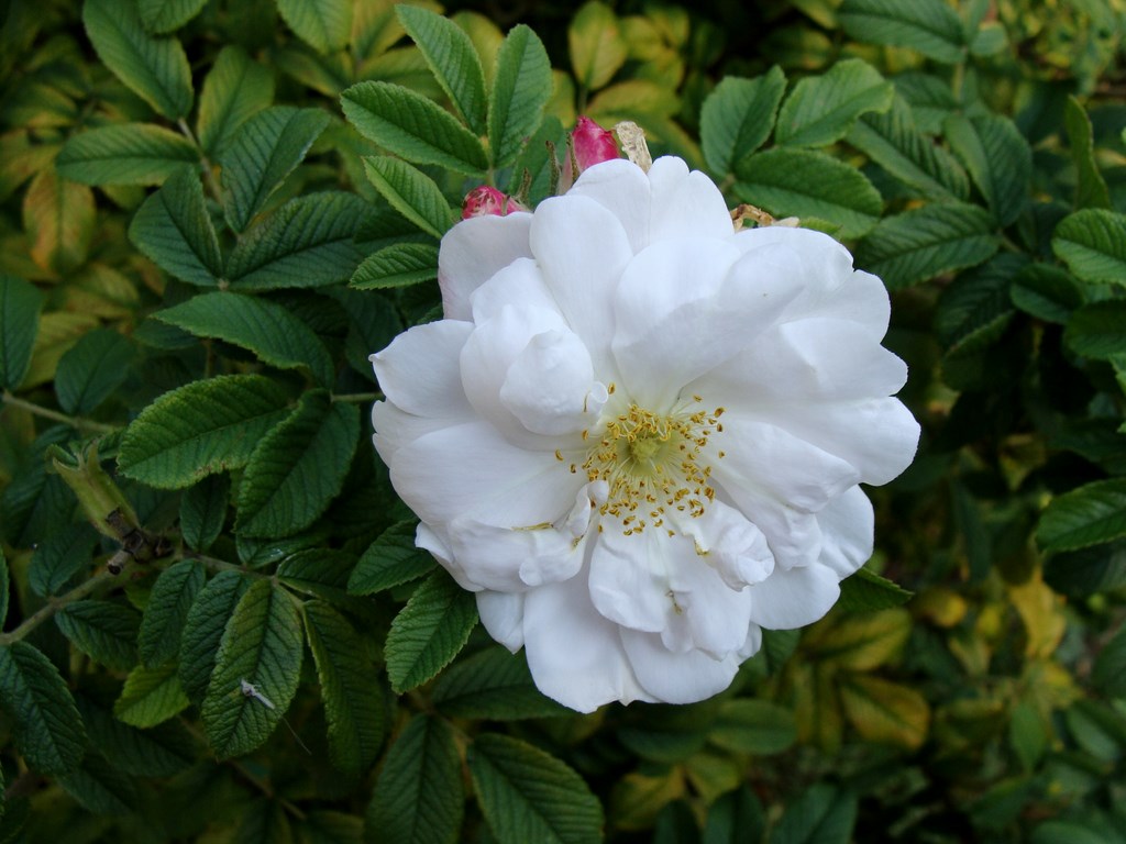 Die späte Heckenrose