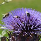 Die spanische Artischocke ist bei den Bienen sehr sehr beliebt.