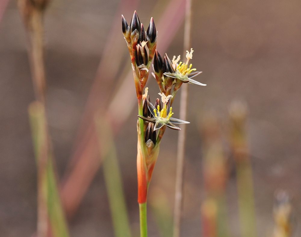 Die Sparrige Binse (Juncus squarrosus)