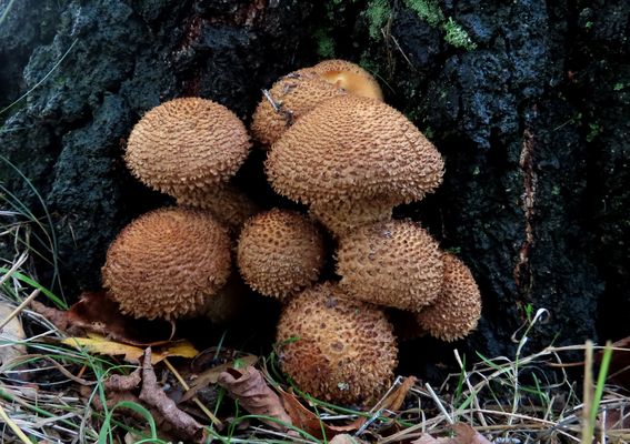 Die Sparrige Schüpplinge wachsen