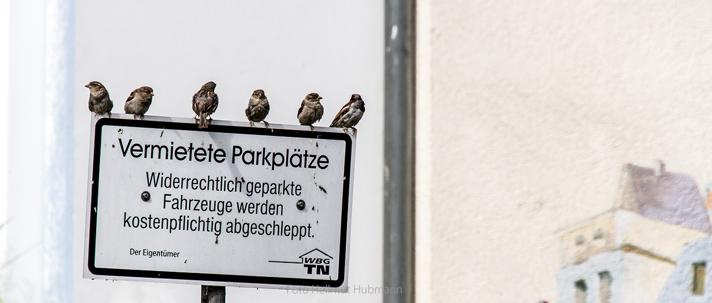 DIE SPATZEN-GANG ZEIGT LINIE