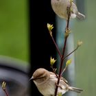 Die Spatzen in Nachbars Garten