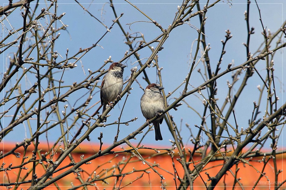 Die Spatzen pfeifen es von den Dächern - Der Frühling ist angekommen!