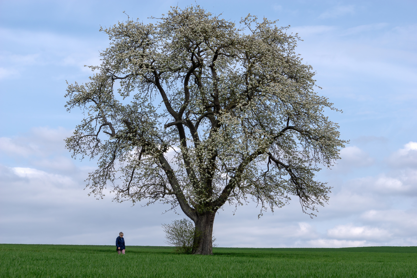 Die Spaziergängerin