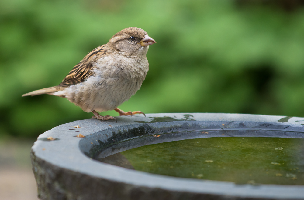 Die Sperlinge fliegen wieder ...