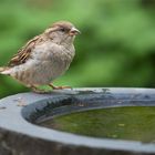 Die Sperlinge fliegen wieder ...