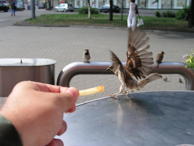 Die Sperlinge (Sparrows)