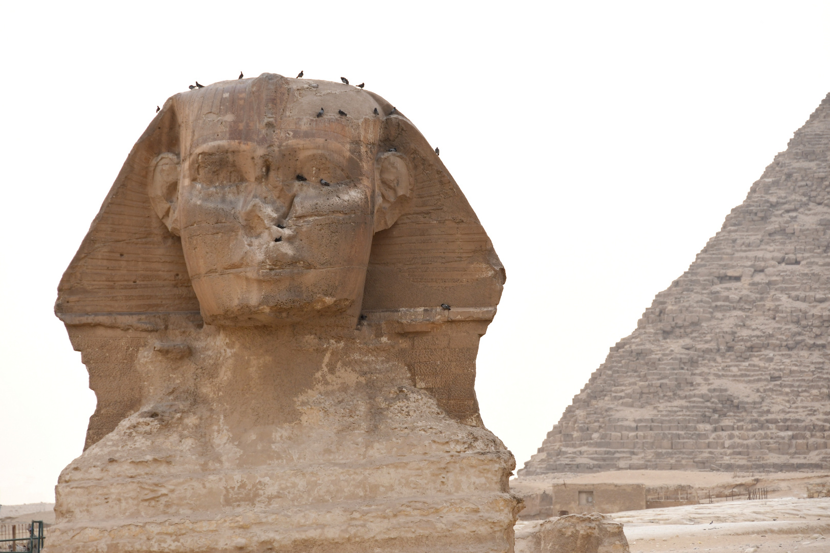 die Sphinx