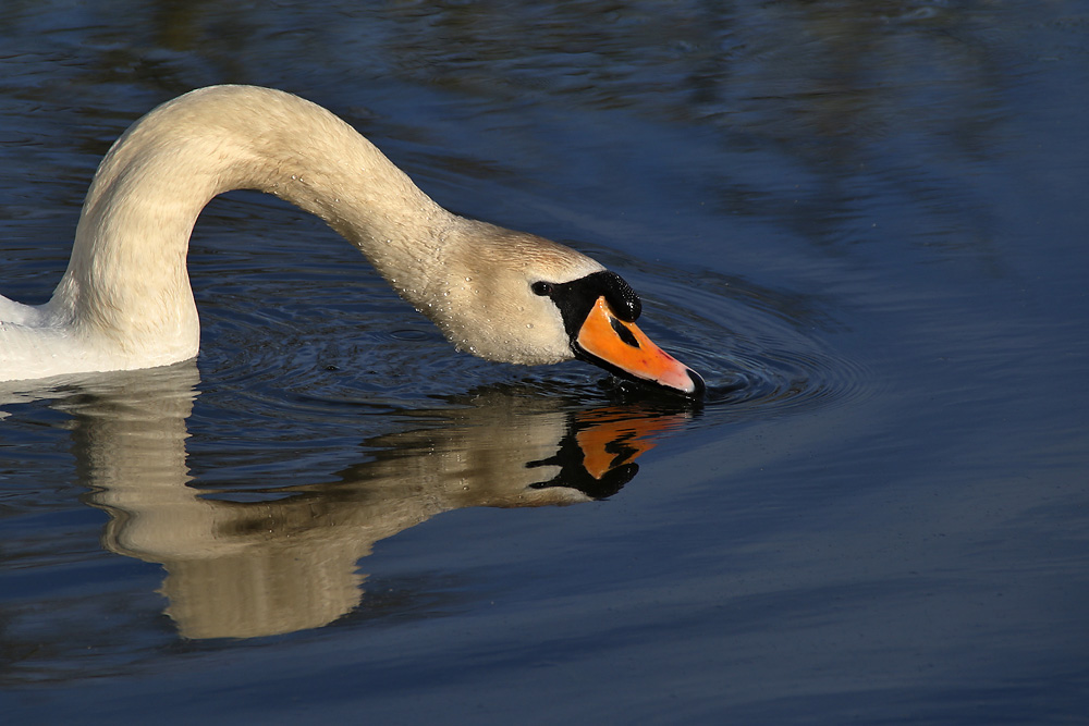 die Spiegelung