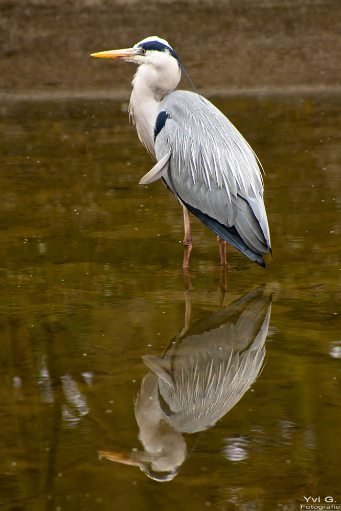 Die Spiegelung