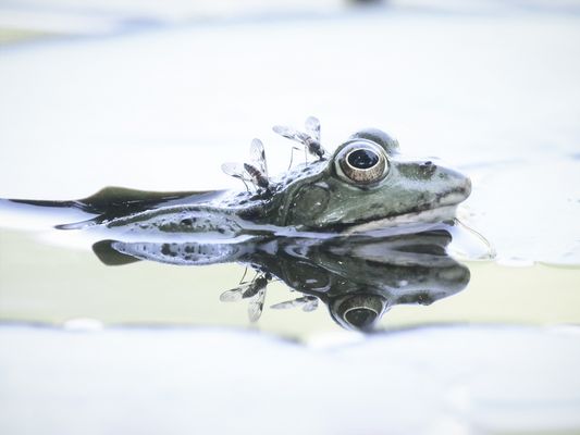 Die Spiegelung der Insekten