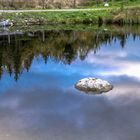 die Spiegelung im Schwimmteich