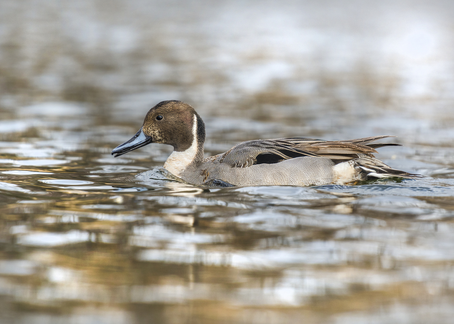 Die Spiessente Anas Acuta Foto Bild Tiere Wildlife Wild Lebende Vogel Bilder Auf Fotocommunity