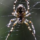 Die Spinne