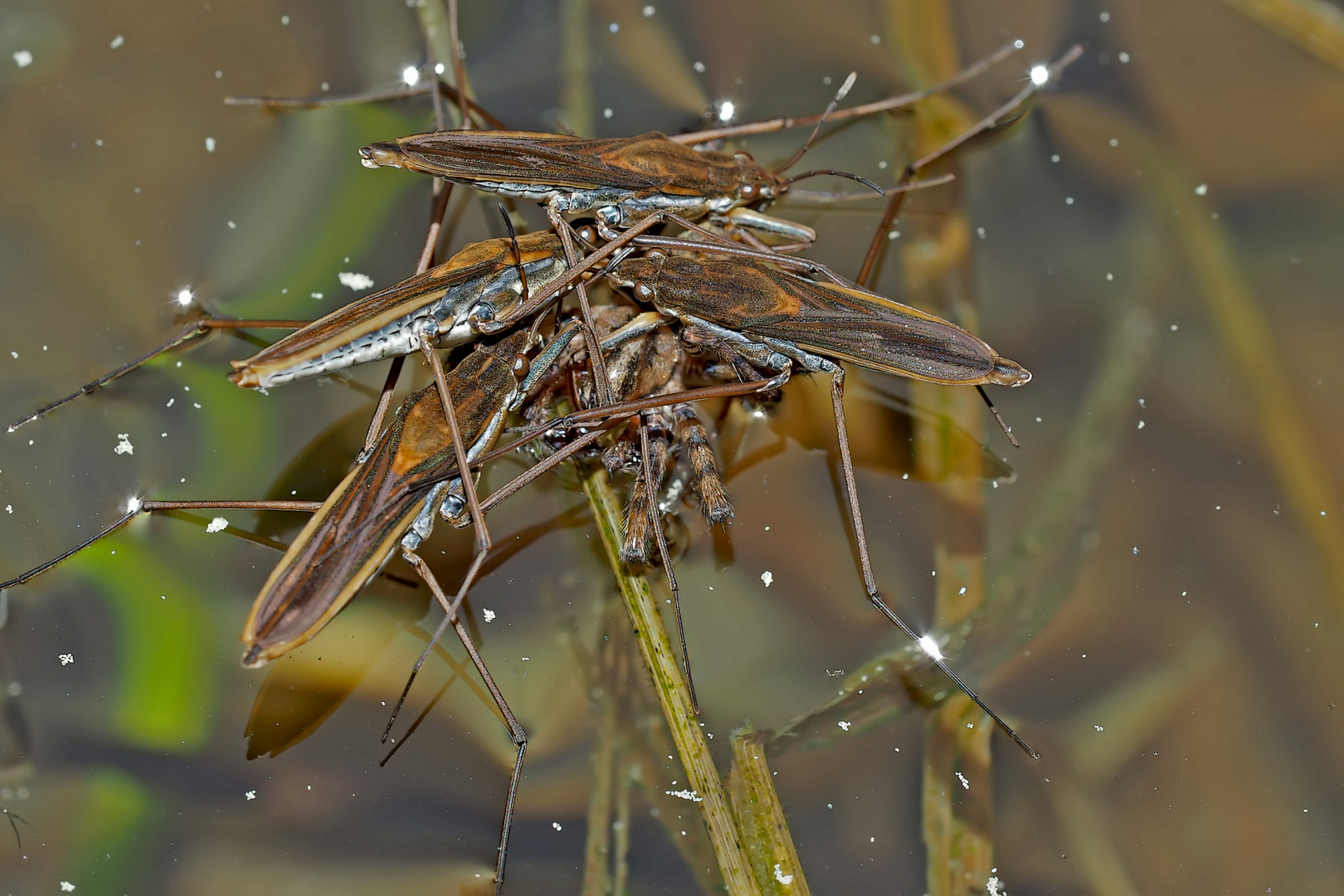 Die Spinne als Opfer der Wasserläufer (Wanzen). - Les araignées d'eau attaquent une araignée...