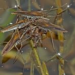 Die Spinne als Opfer der Wasserläufer (Wanzen). - Les araignées d'eau attaquent une araignée...