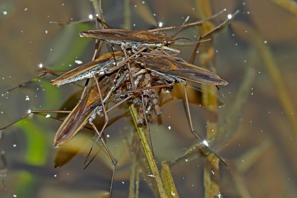 Die Spinne als Opfer der Wasserläufer (Wanzen). - Les araignées d'eau attaquent une araignée...