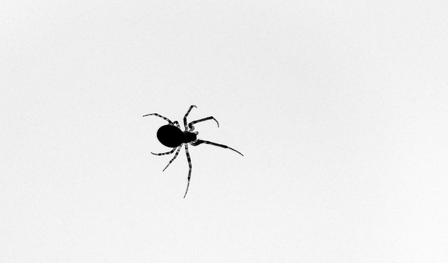 Die Spinne am Fenster