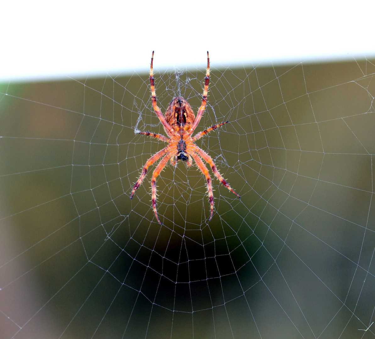 Die Spinne am Fenster