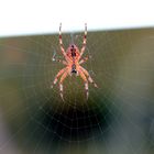 Die Spinne am Fenster