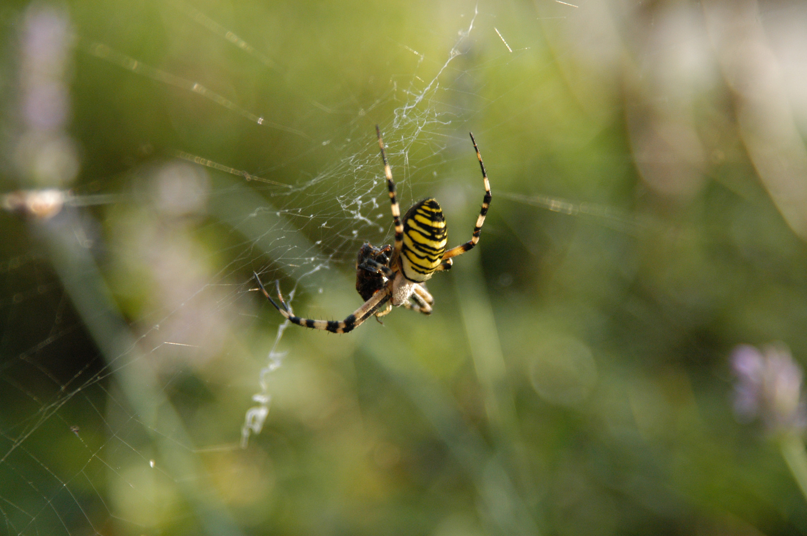 Die Spinne am Morgen