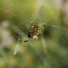 Die Spinne am Morgen