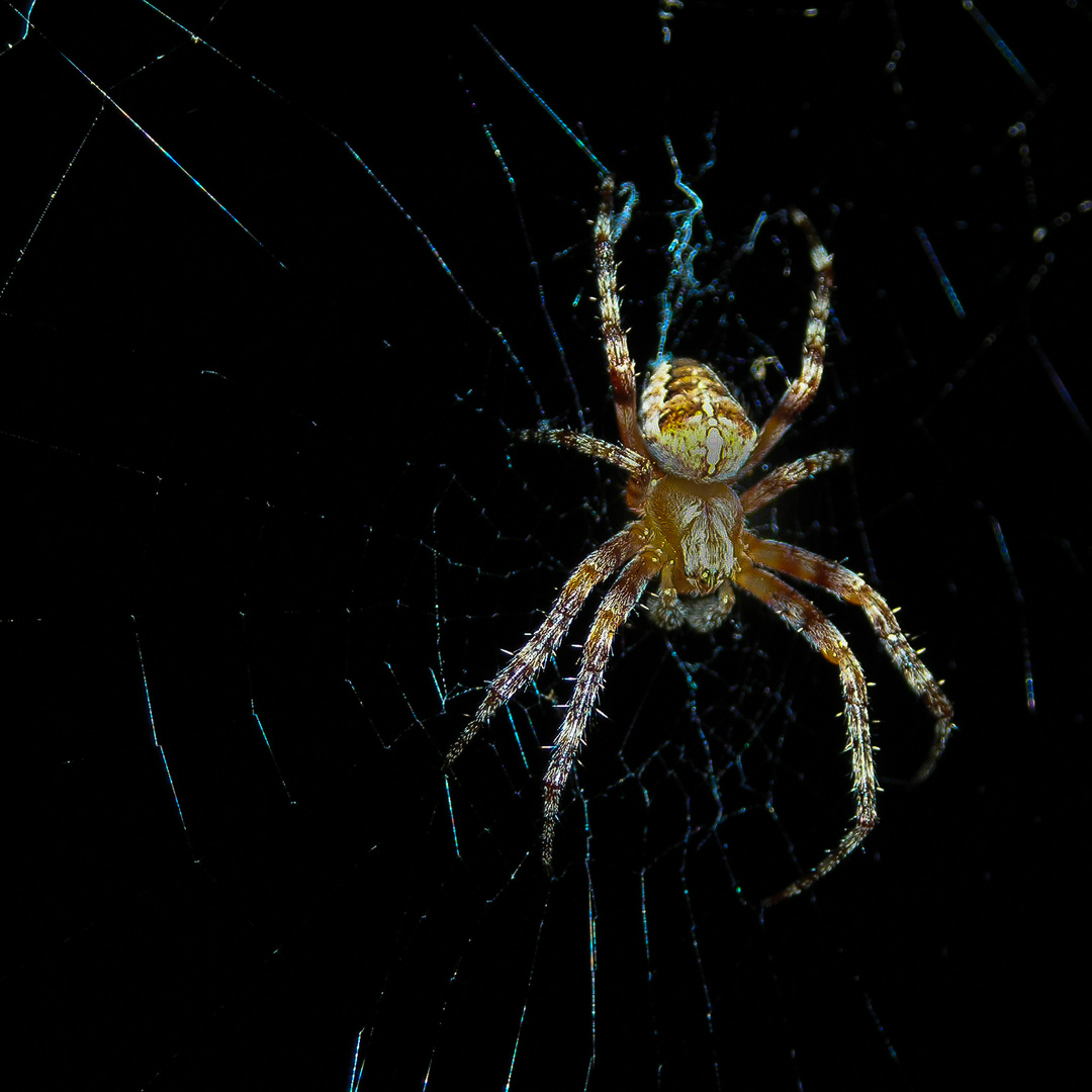 Die Spinne am nächtlichen Balkon